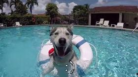 狗刨游泳视频,轻松掌握水中自由驰骋